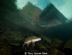 Pike on the hunt. by Tony Goose Neal 
